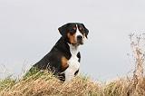 GRAND BOUVIER SUISSE 082